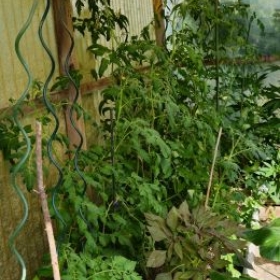 NNGHTomaten 2026-06-29 16.58.